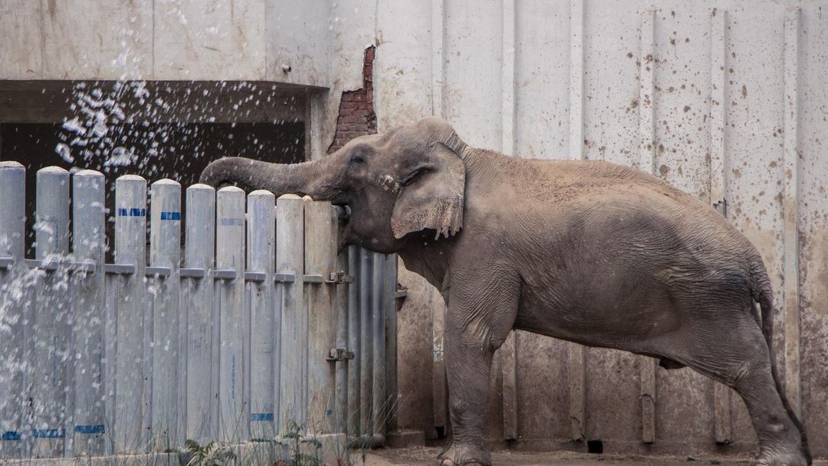 Плохо не только людям: почему "звездные" слоны на Бали страдают без туристов - Отпуск