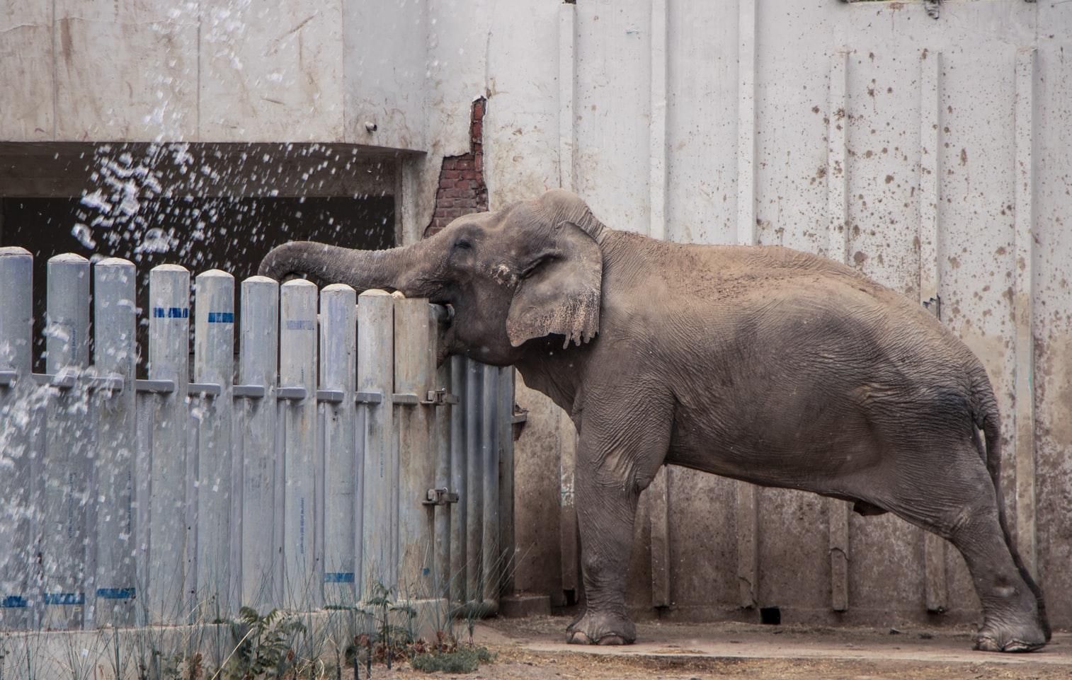 Плохо не только людям: почему "звездные" слоны на Бали страдают без туристов - Отпуск