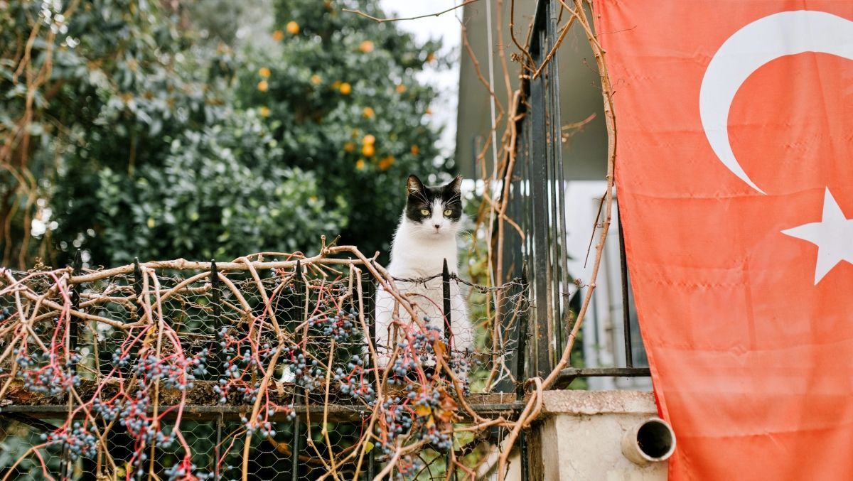 Не просто All inclusive: 10 фото, які наочно показують, чому варто їхати до Туреччини - Відпустка Не просто All inclusive: 10 фото, які наочно показують, чому варто їхати до Туреччини - Відпустка