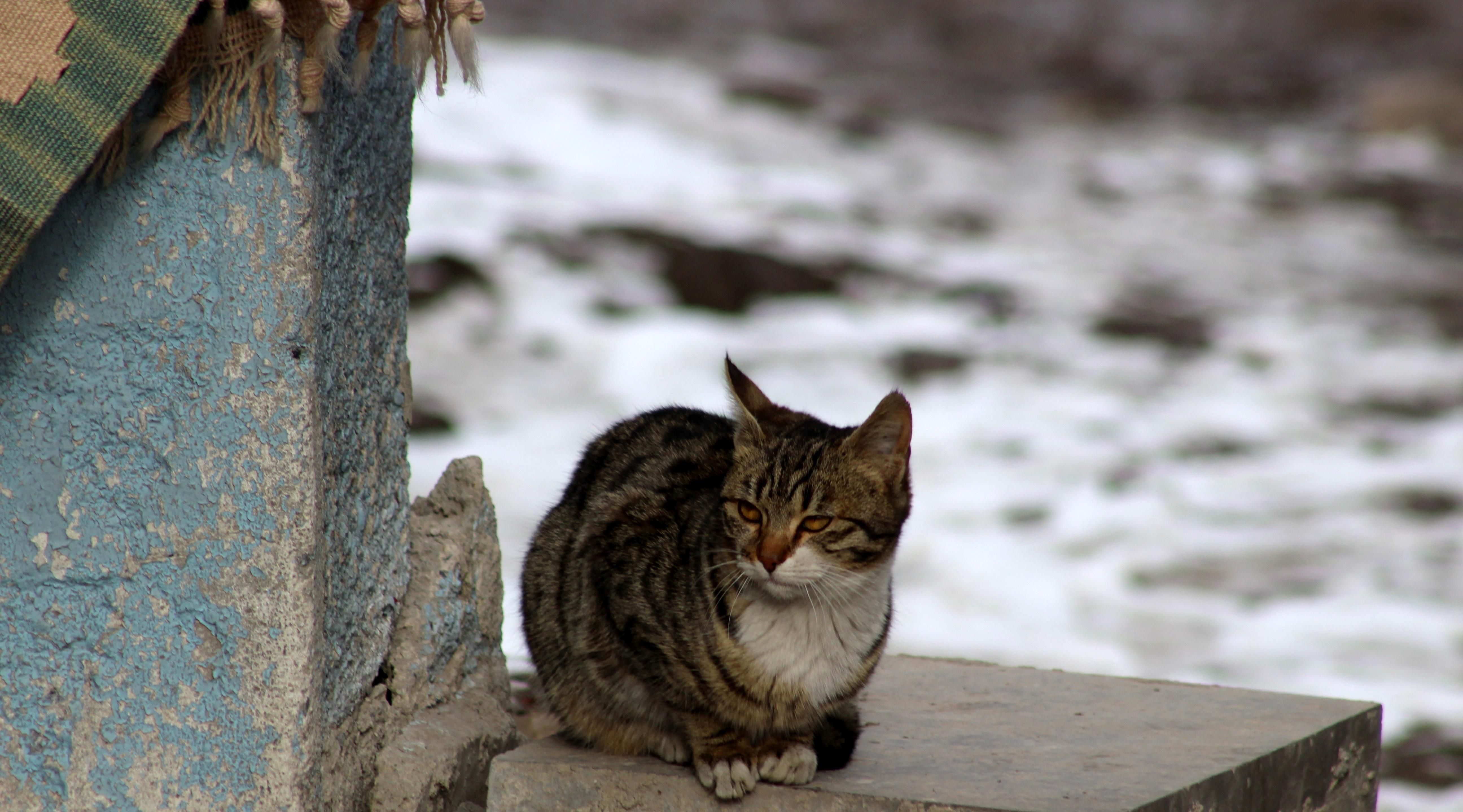 Легендарные животные, о которых все заботятся: почему в Турции очень любят кошек - Отпуск