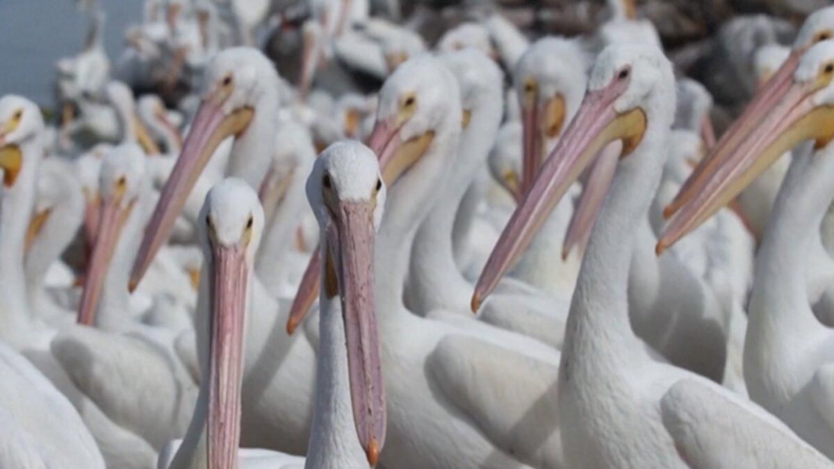 Побачити тисячі білих пеліканів: у Мексиці туристам пропонують вражаючу розвагу - Відпустка