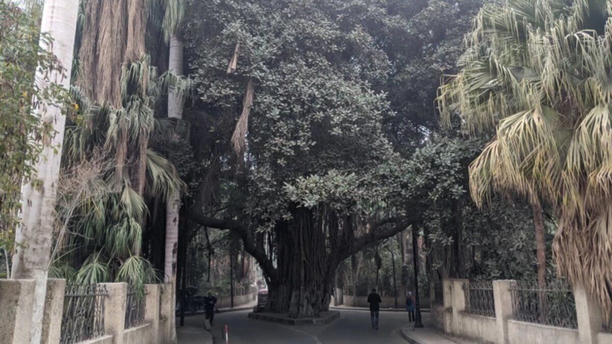 Рослина-ліс: цікава історія дерева Замалек, що росте на вулиці Каїра понад 150 років - Відпустка