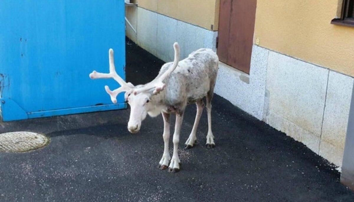 Торти з риби та олені на роботі: 10 фото, що показують унікальність життя у Швеції - Відпустка Торти з риби та олені на роботі: 10 фото, що показують унікальність життя у Швеції - Відпустка